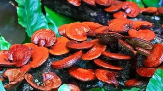 قارچ سنتی که به جنگ پوکی استخوان می‌رود