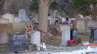 هجوم گوزن‌های گرسنه به قبرستان