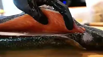 مهارت استادانه برش ماهی تن و سالمون در ژاپن