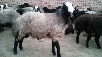 ثبات نسبی قیمت دام؛ هرکیلو لاشه ۶۵۰ هزارتومان!