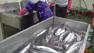 مراحل فرآوری و بسته بندی ده ها تن ماهی ماکرل نروژی در کارخانه ای در کره