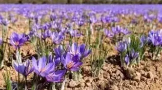 قیمت جدید زعفران اعلام شد + جزئیات