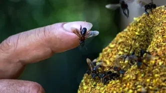 زنبورهای بی‌نیش؛ اولین حشرات با حقوق قانونی در جهان