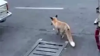 شکار موش توسط یک روباه در میدان هفت تیر تهران! +فیلم