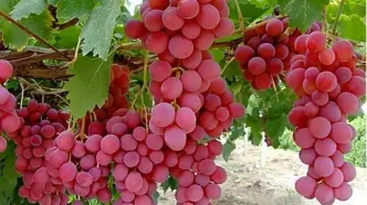 حفاظت جالب خوانساری‌ها از انگور در برابر سرما/ ویدئو