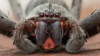 پرتره ماکروی هانتسمن؛ چشمان قرمز شکارچی جنگل‌های بارانی