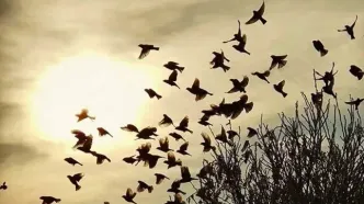 لحظه برخورد دسته عظیمی از پرندگان به زمین/ ویدئو