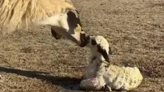 محافظت گوسفند از بره تازه‌متولدشده در برابر سگ