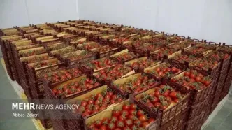 گوجه فرنگی ۴۳ درصد گران شد! آیا این تازه اول ماجراست؟