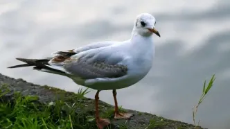 تصاویر؛ گیلان؛ پس از باران