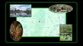 ثبت انرژی «اسرارآمیز» یک باتلاق جادویی/ عکس‌هایی که ژانر وحشت را تداعی می‌کنند