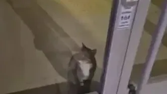 گربه سارق آژیر بانک را به صدا درآورد