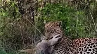 پلنگی که با خونسردی شغال را خفه کرد