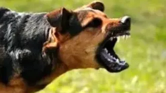 لحظه نجات معجزه‌آسای دختر دانش‌آموز از حمله سگ‌های ولگرد!/ویدیو