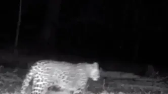 فیلم مشاهده ۴ پلنگ ایرانی در سوادکوه مازندران