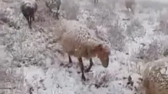 گوسفندان چالوس سفیدپوش شدند