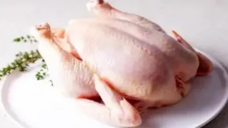 سقوط قیمت مرغ در بازار | علت چیست ؟