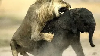 تلاش بی‌امان شیر ماده برای شکار بچه فیل + فیلم