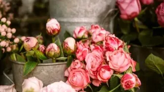 قیمت گل در آستانه روز مادر منفجر شد!