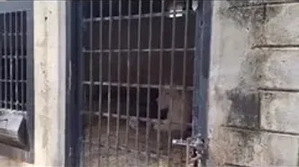 تولد دو توله شیر سفید کمیاب در باغ‌وحش ونزوئلا