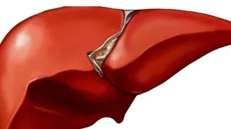 اگر کبدتان چرب است روز خود را با این نوشیدنی ها شروع کنید