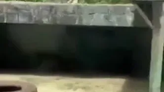 نوجوان برزیلی توسط یک شیر دریده شد