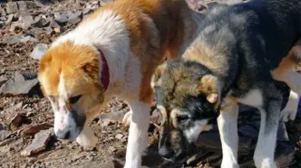 روزانه ۳۰ تا ۴۰ پیام مردمی درباره سگ‌های ولگرد ثبت می‌شود