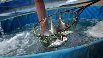 تولید ۵۰ تن ماهی با یک لیتر آب در تهران!