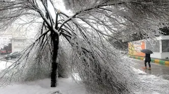 تصاویر؛ شکستگی درختان در مشهد بر اثر بارش برف