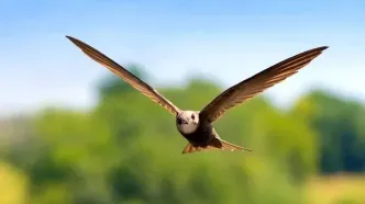 پرنده‌ای که می‌تواند ۱۰ ماه بدون توقف در آسمان باقی بماند