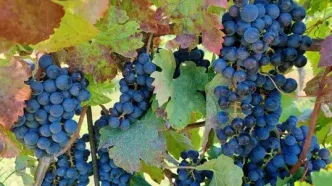 خطر سرطان در میوه‌ها و سبزیجات: کدام محصولات بیشترین سموم را دارند؟