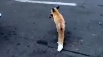 شکار موش توسط روباه در میدان هفت تیر تهران