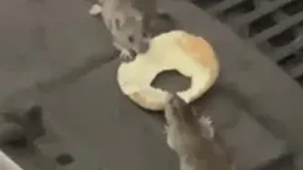 نبرد موش‌ها در متروی نیویورک بر سر یک دونات