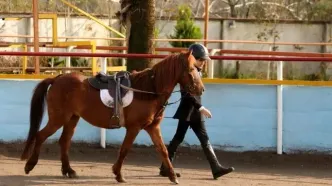 بیستمین جشنواره ملی زیبایی اسب کاسپین در منطقه آزاد انزلی برگزار شد