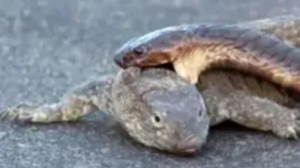 تلاش عجیب مار کبرا برای شکار بزمجه در برابر چشم رهگذران + فیلم