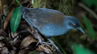 پرنده گمشده پس از ۲۰۰ سال به گالاپاگوس برگشت