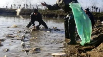 خرمشهر ۱۱ درصد از تولید ماهیان گرمابی کشور را تامین می‌کند