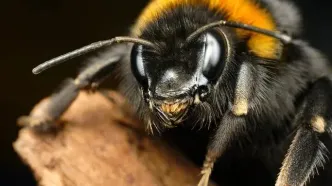 خوش بینی بین زنبورها واگیردار است!