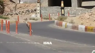 خشکسالی‌ کل و قوچ‌های تپال را به معابر شهری کشاند