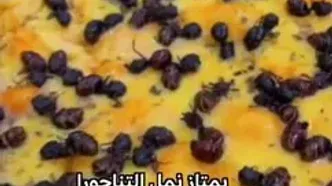 پیتزای مورچه؛ غذایی سرشار از پروتئین