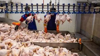 فاجعه قیمتی در راه؟ مرغ ۴۰۰ هزار تومانی، ضربه آخر به معیشت مردم!