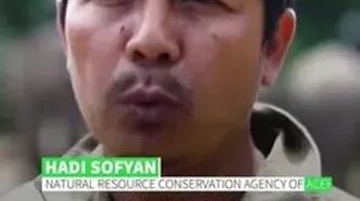 کمک فیل‌ها برای پاک‌سازی آوار در مناطق سیل‌زده اندونزی