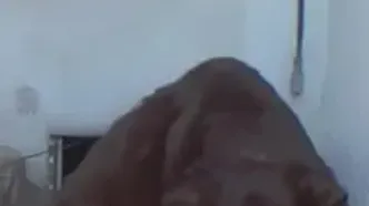 ببینید؛ سکونت خرس بزرگ زیر یک خانه باعث وحشت شد