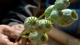 ماجرای شربت تریاک دست‌ساز چیست؟