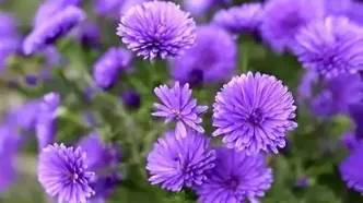 نایاب‌ترین رنگ جهان در طبیعت را بشناسید