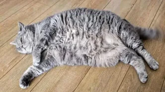 اولین آزمایش کاهش وزن گربه‌ها با ایمپلنت مشابه اوزمپیک آغاز شد