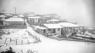 این ویدئوی آرامش‌بخش را از دست ندهید؛ گوسفندان در چالوس سفیدپوش شدند