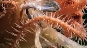 توپ‌ مرگ؛ اسفنج‌ وحشتناک اعماق اقیانوس!