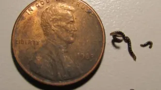 تنها حشره قطب جنوب پلاستیک می‌خورد / کشف تکان‌دهنده زنگ‌خطر را به صدا درآورد