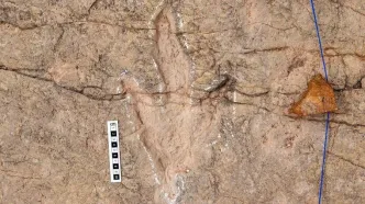 دانشمندان ۱۶ هزار ردپای دایناسور را در بولیوی ثبت کردند